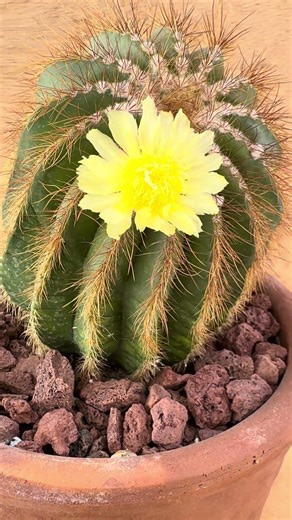 Floración de cactus parodia magnifica