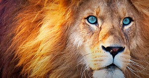Documentaries About Lions, Tigers, and Other Big Cats | PBS