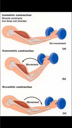 isometric contraction of muscle 💪 #medical #anatomy #biology #medicalcounselling #medicaleducation