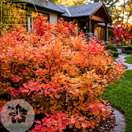 Grace Smokebush Plant – Cotinus Coggygria – Red Orange Foliage Shrub 4" Pot - Etsy