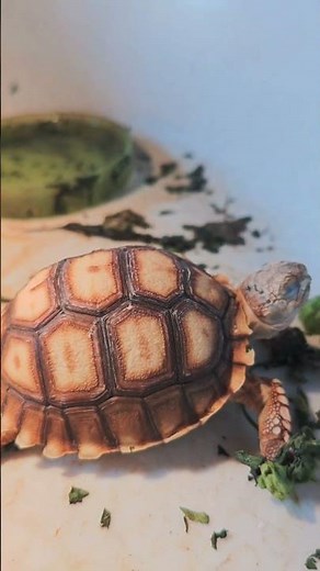 Baby Sulcata Tortoise Sleeping 😴 | Cutest Tortoise Moments Ever!