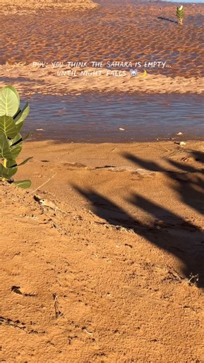 Why do desert mice look gold like the dunes? Because nature designed them to survive — perfect camouflage, less heat, and protection in the Sahara sand. | Morocco Desert Tours & Merzouga Luxury Camps