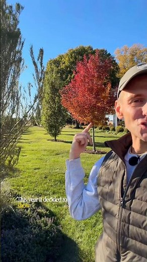 This is the color tree we need during the fall, right?