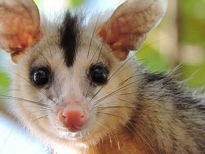 Opossum Sound / Real Animal Sounds