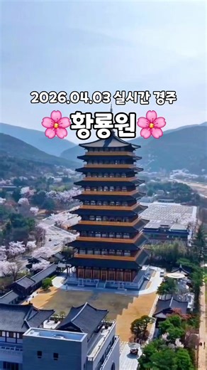 (실시간) 경주 벚꽃 투어 중 가장 기대했던 곳! 역광이여서 아쉽지만 그냥 너무 고귀하고 아름다워요🌸 보문단지의 랜드마크!🛕 기업 연수원이 이렇게 이쁠일인가,,, 다들 길가에 서서 사진 찍으시는데 이렇게 행복해보일 수가 없다☺️ 일정이 말도 안되게 빡빡해서 들릴 수 있을까 했는데 되는구나!? 잠 안자고 달리면 되는구나 ㅠㅠㅋㅋㅋㅋ 저는 피곤하지만 영상 보시고 참고하셔서 행복한 봄 추억 남기시거나 대리만족하신다면 저는 그걸로 만족합니당🫶 그...렇지만 좋아요&댓글&팔로우는 사랑해요🌸 ➡️4월 3일 실시간 개화율 90% 📍황룡원 🚗경상북도 경주시 엑스포로 40 🌟보문정&보문호가 가까워서 함께 들려보세요❤️ ✅️드론 촬영 원스톱&군부대 승인 하에 촬영했어요 실시간 국내 여행&축제 정보는 @cbin_s2 팔로우💕 #경주 #경주벚꽃명고 #황룡원 #황룡원벚꽃 #경주실시간