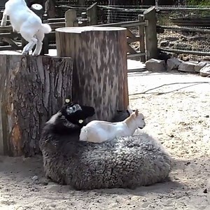 Goats being goats. Via Newsflare. | Animals Being Awesome