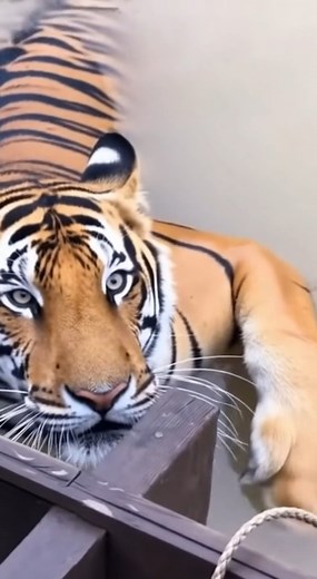 191K views · 1K reactions | Majestic Bengal tiger swimming in the...