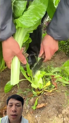 Farmer Swiftly Harvests Mustard Greens with a Sharp Knife #satisfying #farming #vegetables #nature