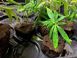 Is It Bad To Take Clones From Clones? (Real Growers’ Answers) - WeedMania420
