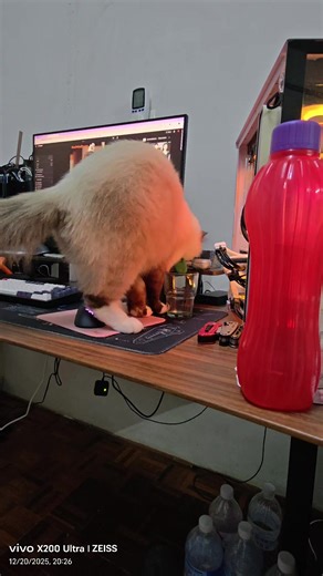 Pencuri air minum daddy dia 😤😤😤 #ragdoll #pet #funnypet #fyp