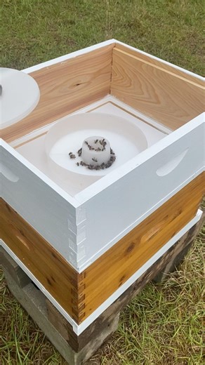 Why are these bees dying?