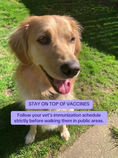 6 tips to raise your puppy right 🐶✨