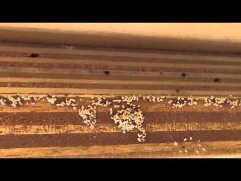 TERMITES IN CABINETS - Coby's Tentless Termite Control