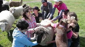 7.6K views · 647 reactions | 혿홧홚홖홢 홅홤홗 ➡️➡️➡️ Sheep Massage Therapist! With Morgan and friends.  What better way to celebrate Be Kind to Animals Week! #bekindtoanimalsweek #bktaw #bktaw2019 | Edgar's Mission | Facebook