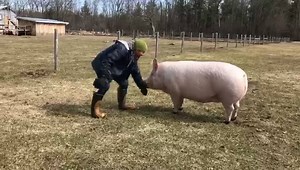 It's piggy go time. | Esther the Wonder Pig