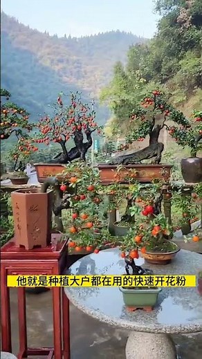 Fast flowering and bearing fruit, learn bonsai on Douyin #planting tips #New farmer plan 2023 #