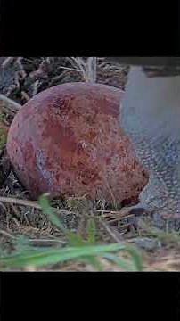 Iris Lays First Egg Of The Season At Hellgate Osprey Nest