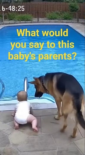 Dog Saves Baby From Pool Danger