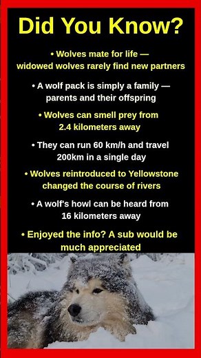 Shocking Facts About Wolves That Will Blow Your Mind 🐺😱