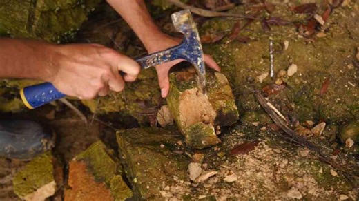 We found the oldest fossils in Florida - 40 million year old plants