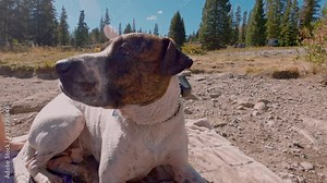 Dog shivering on the side of a lake after going swimming