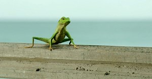 Here's how Death in Paradise brings Harry the Lizard to life