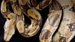 Boa constrictors kill their prey not by suffocating them but by cutting off their blood circulation. #WILDUntamed See more of Costa Rica's diverse wildlife on Untamed! | National Geographic Animals