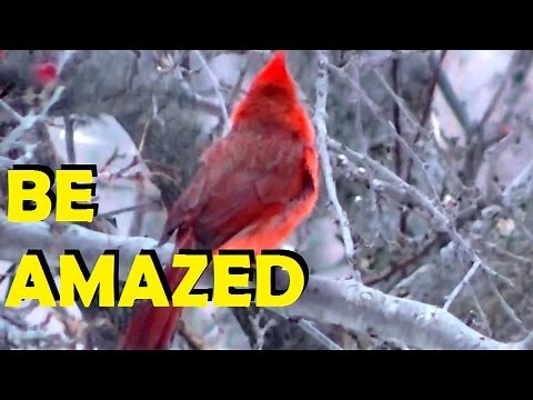 Relaxing Bird Song & Nature Sounds Birds Nature Midwestern United States,