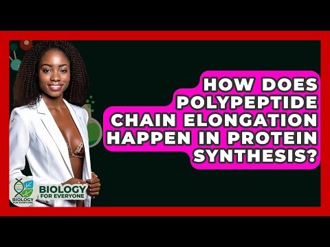 How Does Polypeptide Chain Elongation Happen In Protein Synthesis? - Biology For Everyone