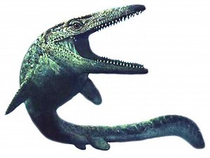 Clidastes - Alchetron, The Free Social Encyclopedia