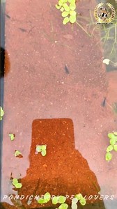 Shrimp breeding💥💥collecting 100+ 🦐🦐🦐🍤 prawn kutty💥💥🥳