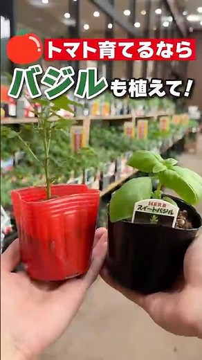Tomato cultivation tips! Why growing tomatoes with basil changes both the yield and the taste? #c...