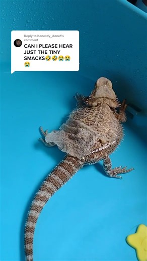 Impressions of Smackity Smack Sounds from a Bearded Dragon