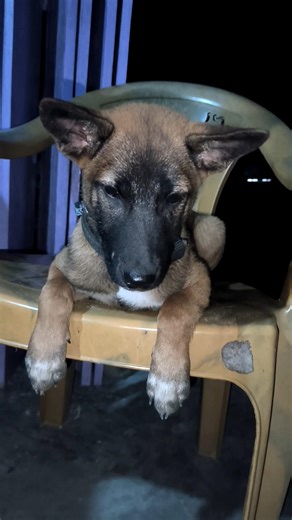 angry dog 😠😠😠😠#dog funny video #dog traning #dog life style #dog sound