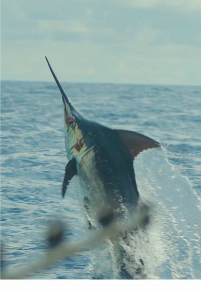 Extreme Offshore Fishing Adventures: Beyond Relaxation