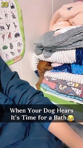 20K views · 421 reactions | when your dog is afraid of taking bath   #yellowstone #animals #petlove #petlovers | Hearts of Paws | Facebook