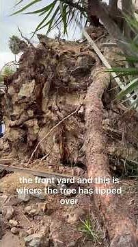80-foot tree falls on home in San Diego