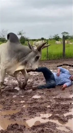 Brahma Bull Destroys Jaguar Attacking Ranch Hand 🐂🐆💥
