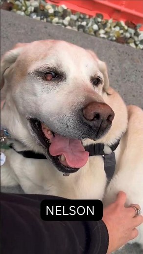 Oh boy! Look at all these senior dogs just rescued! Adopt at Muttville, San Francisco