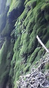 1.5K views · 71 reactions | A small Amazon in Cyprus! This is the...