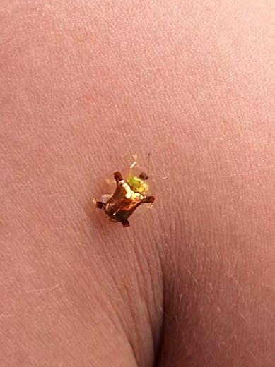 初めて見た虫に興奮！動物の魅力