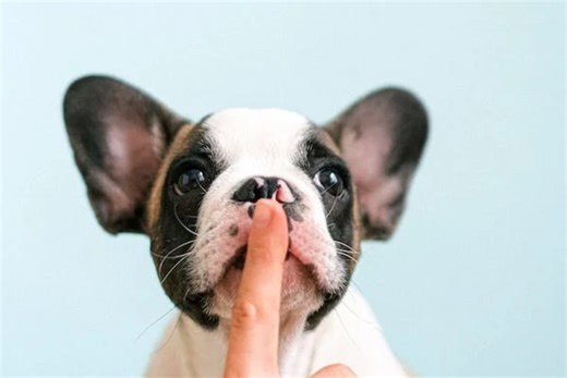 8 Exercises for Training a Dog's Impulse Control and Frustration Tolerance