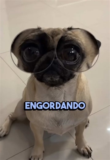 Razones por las que engordan los Pugs