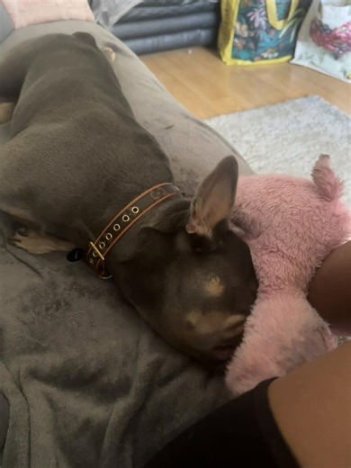 A Day in the Life of Cali the Frenchie