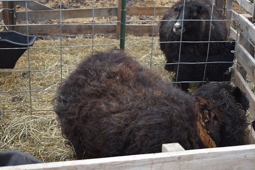 What Are Lambing Jugs? Plus- Tips to Build Your Own — J&R Pierce Family Farm