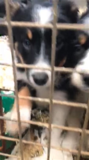 And another celebration day, this time for my heart dog, Calaidh who turned 11 today. Named for Caledonia, the land we both call home, she has been my rock for over a decade. Through the quiet days, the hard days, the big changes and the small wins, she has been there for all of it, steady and loyal. Some dogs come into your life for a short time but some are here longer, each one changing the shape of your world forever. Calaidh is the one who did that for me first and continues to to this day.