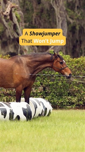 Parelli | Professional jumper Candice King calls on Pat Parelli to help her client’s horse, Harley—a talented but nervous jumper who’s refusing... | Instagram