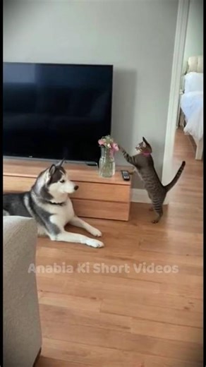 Crazy Pets of the USA: Funniest Animal Antics Ever #shorts #viral #animal #USA