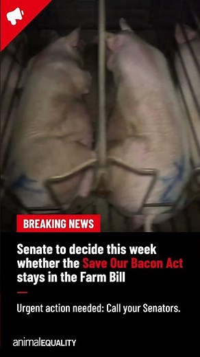 The Farm Bill could strip animal protections nationwide | 2026
