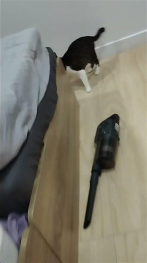 Cat catching ball LIVE | Will she get it? 🐾 #cat